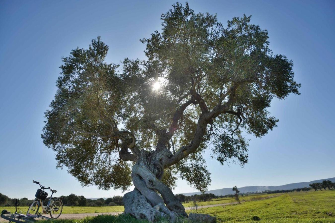 Masseria San Lorenzo Resort Fasano Zewnętrze zdjęcie
