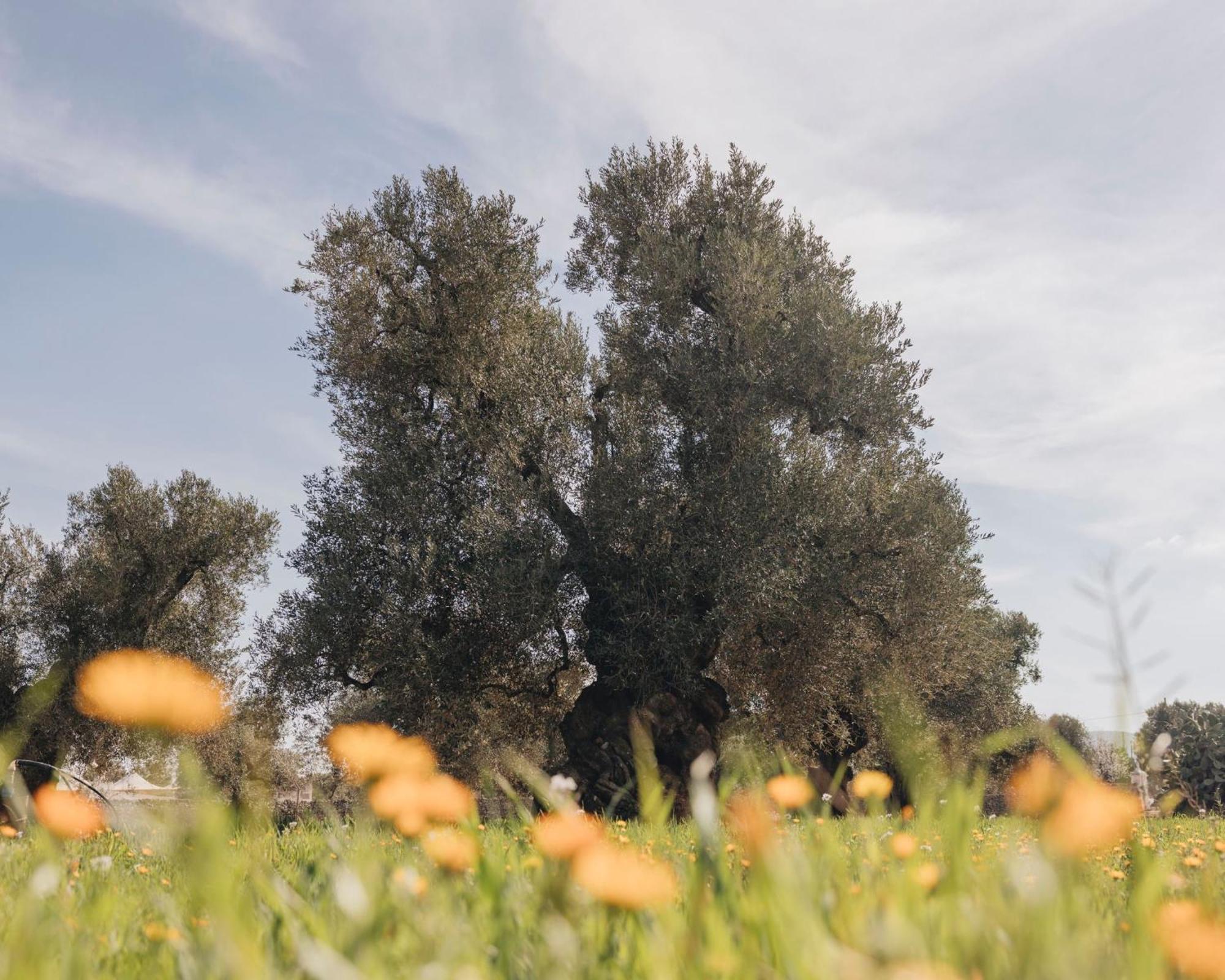 Masseria San Lorenzo Resort Fasano Zewnętrze zdjęcie