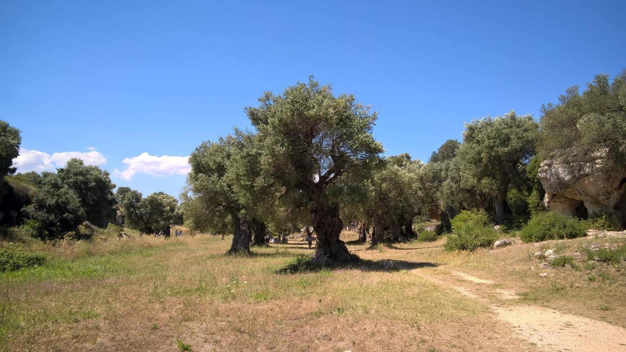 Masseria San Lorenzo Resort Fasano Zewnętrze zdjęcie